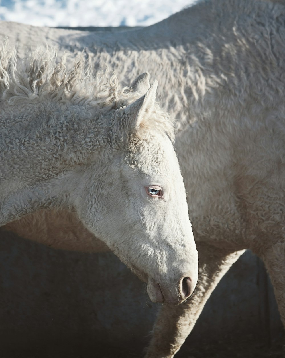 two white horses standing next to each other