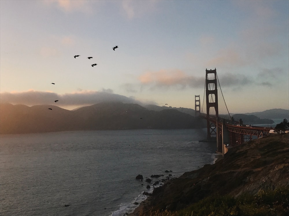 a group of birds flying over the golden gate bridge