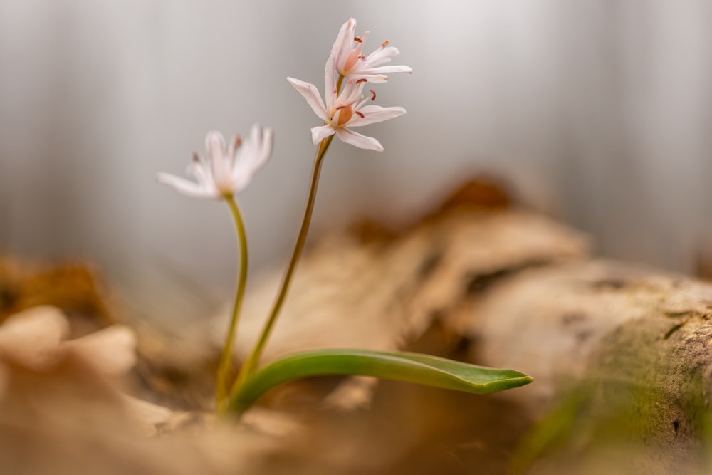 a close up of a flower on a tree stump