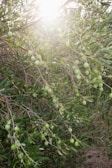 Sunlight filters through the branches of an olive tree, highlighting clusters of green olives surrounded by slender, pointed leaves. The tree is abundant with ripe fruit, signifying a thriving and healthy cultivation. The sunlight creates a warm, serene atmosphere in the natural setting.