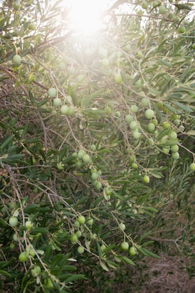 Sunlight filters through the branches of an olive tree, highlighting clusters of green olives surrounded by slender, pointed leaves. The tree is abundant with ripe fruit, signifying a thriving and healthy cultivation. The sunlight creates a warm, serene atmosphere in the natural setting.