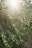 Sunlight filters through the branches of an olive tree, highlighting clusters of green olives surrounded by slender, pointed leaves. The tree is abundant with ripe fruit, signifying a thriving and healthy cultivation. The sunlight creates a warm, serene atmosphere in the natural setting.