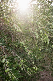 Sunlight filters through the branches of an olive tree, highlighting clusters of green olives surrounded by slender, pointed leaves. The tree is abundant with ripe fruit, signifying a thriving and healthy cultivation. The sunlight creates a warm, serene atmosphere in the natural setting.