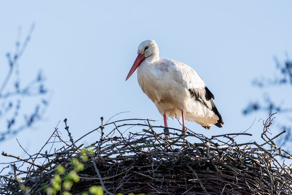 a white stork standing on top of a nest