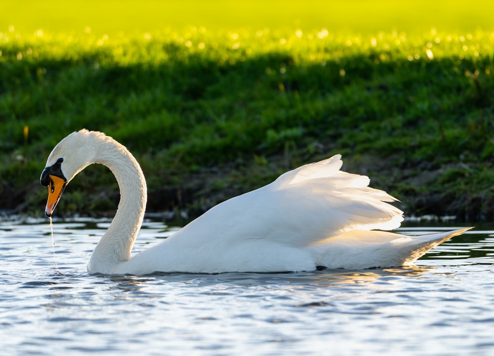 a white swan is swimming in the water