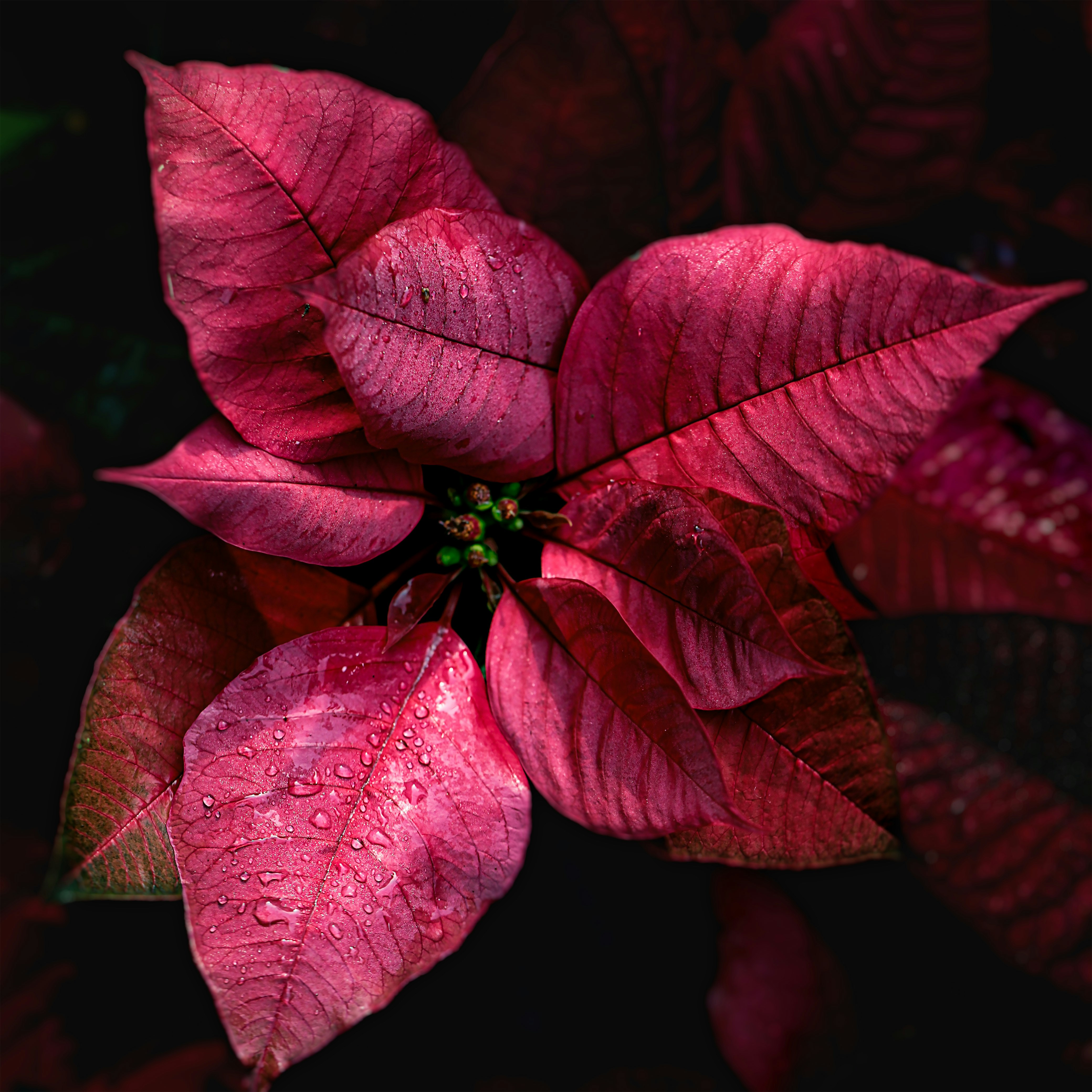 Пуансетія — Euphorbia pulcherrima