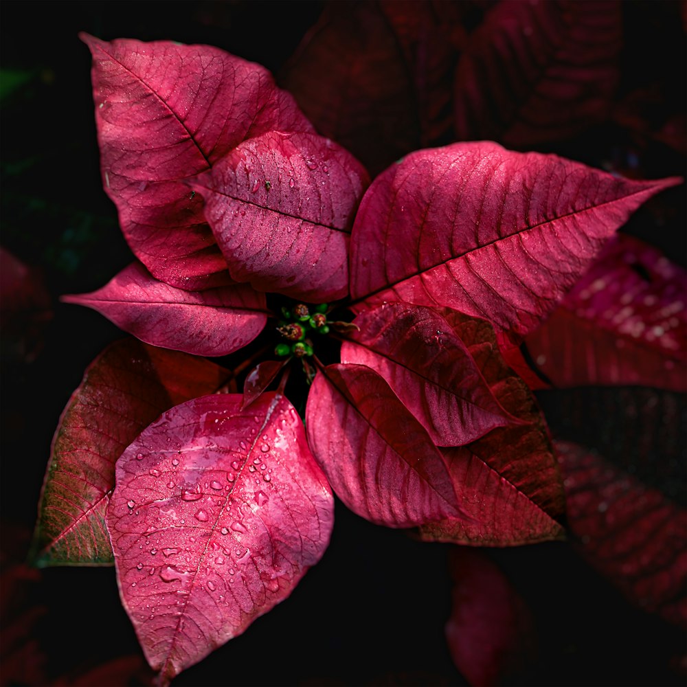 a red poinsettia with water droplets on it