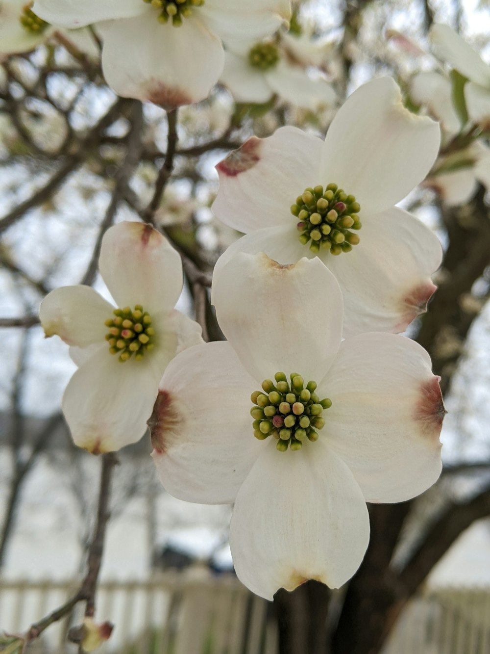 白い花を持つ木の接写