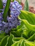 a close up of a purple flower on a plant