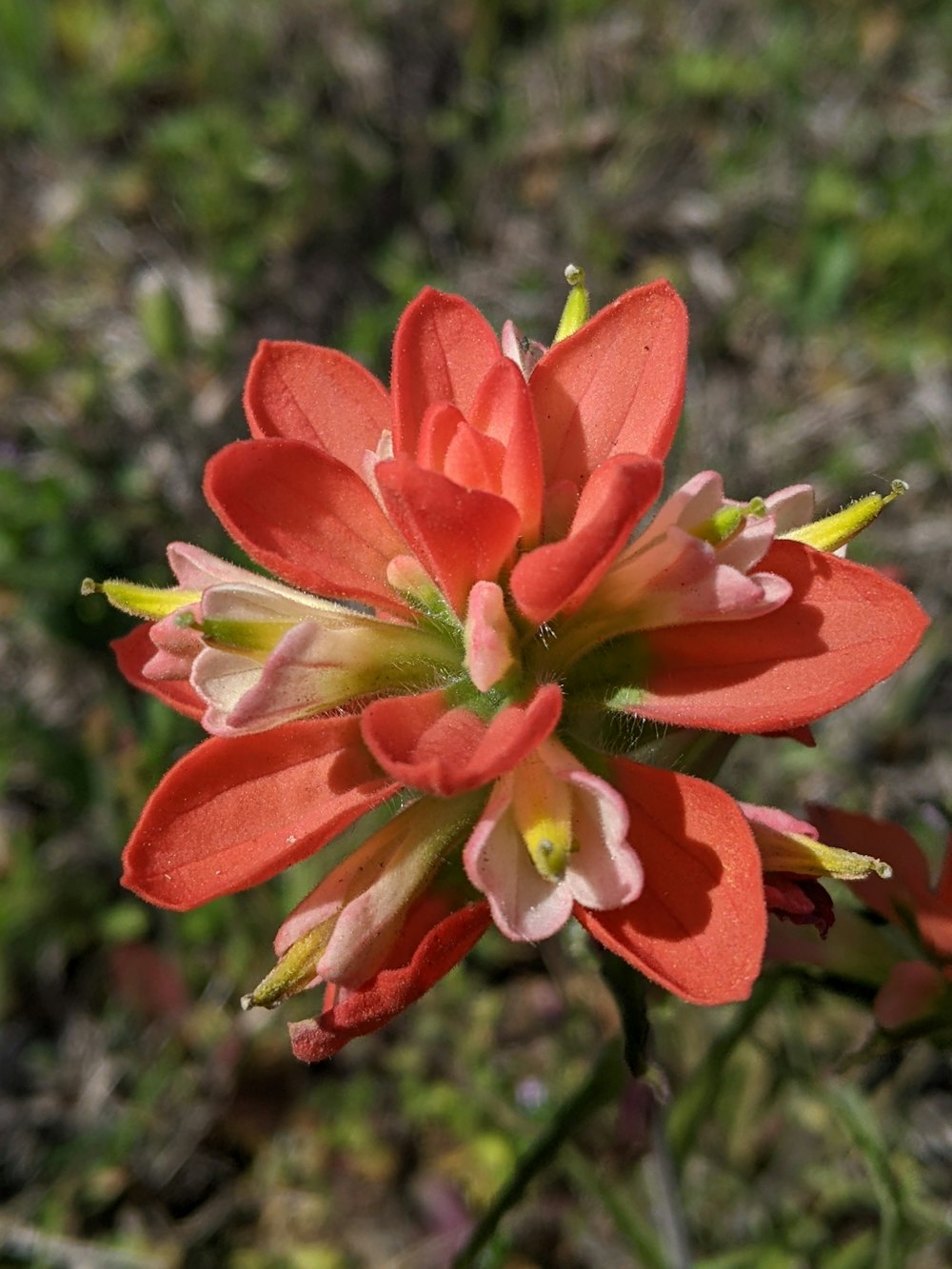 a close up of a red flower in a field