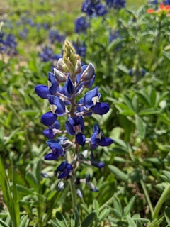 Close-up of bluebonnets with a lush green lawn.