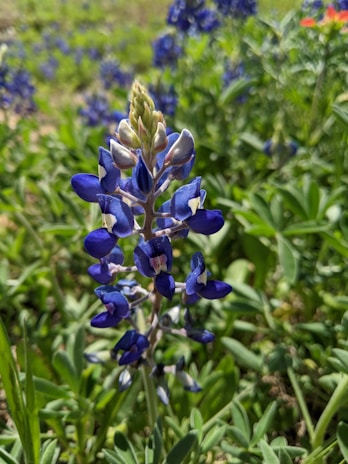 Close-up of bluebonnets with a lush green lawn.