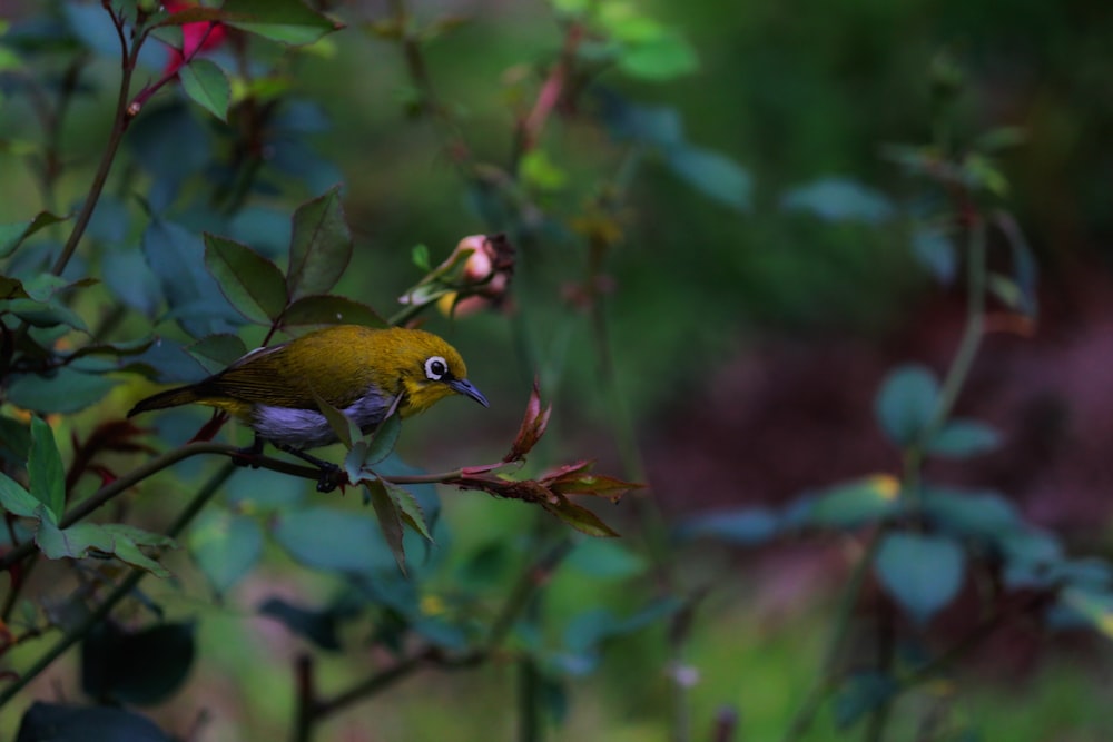 a small yellow bird perched on a branch