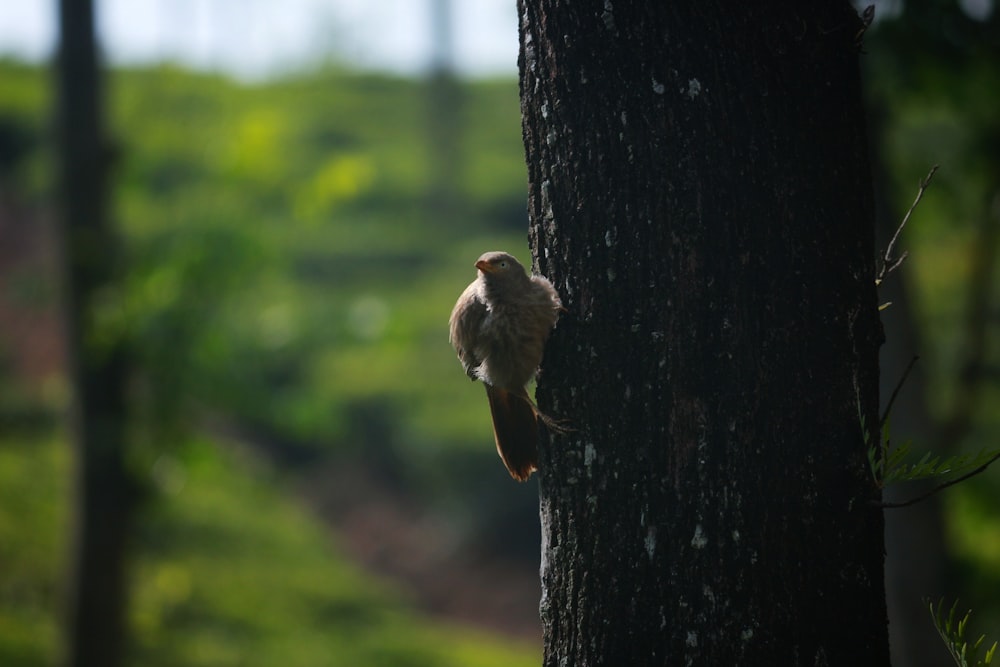 a small bird perched on the side of a tree