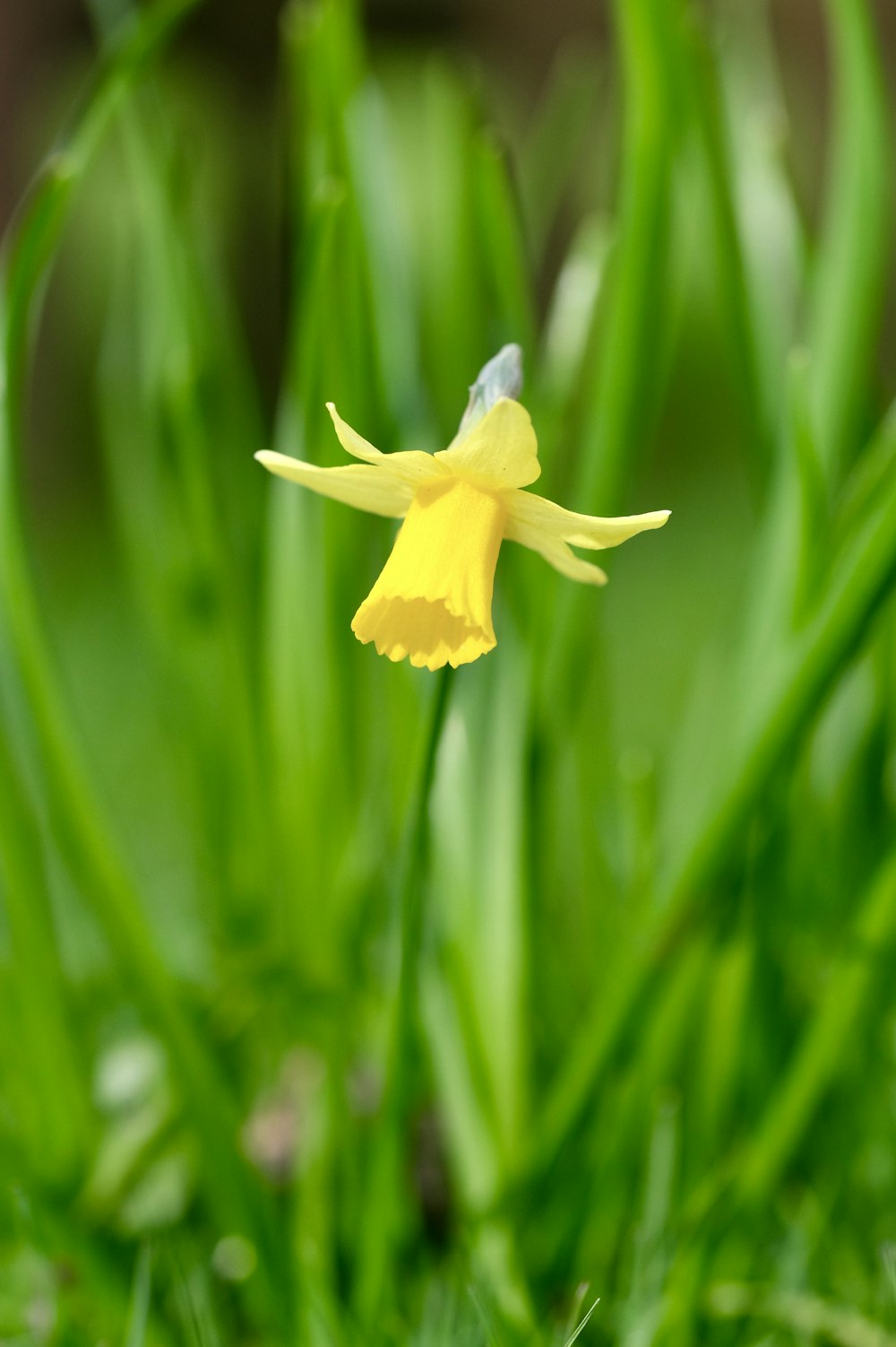 a small yellow flower sitting in the middle of green grass
