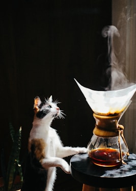 A curious cat closely observes a steaming Chemex coffee maker placed on a stool. Sunlight highlights the cat's face and parts of its body, creating a high contrast scene against the dark background.