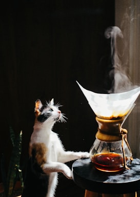 A curious cat closely observes a steaming Chemex coffee maker placed on a stool. Sunlight highlights the cat's face and parts of its body, creating a high contrast scene against the dark background.
