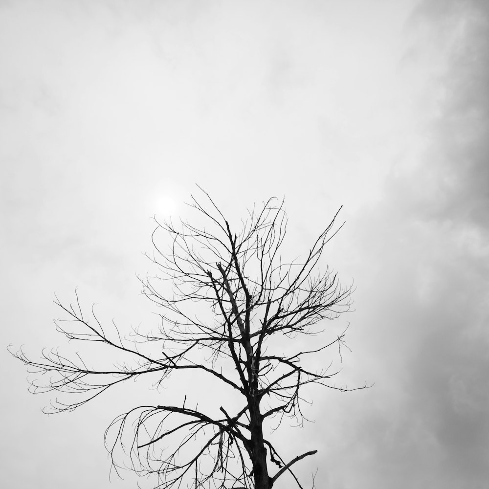 a black and white photo of a tree without leaves