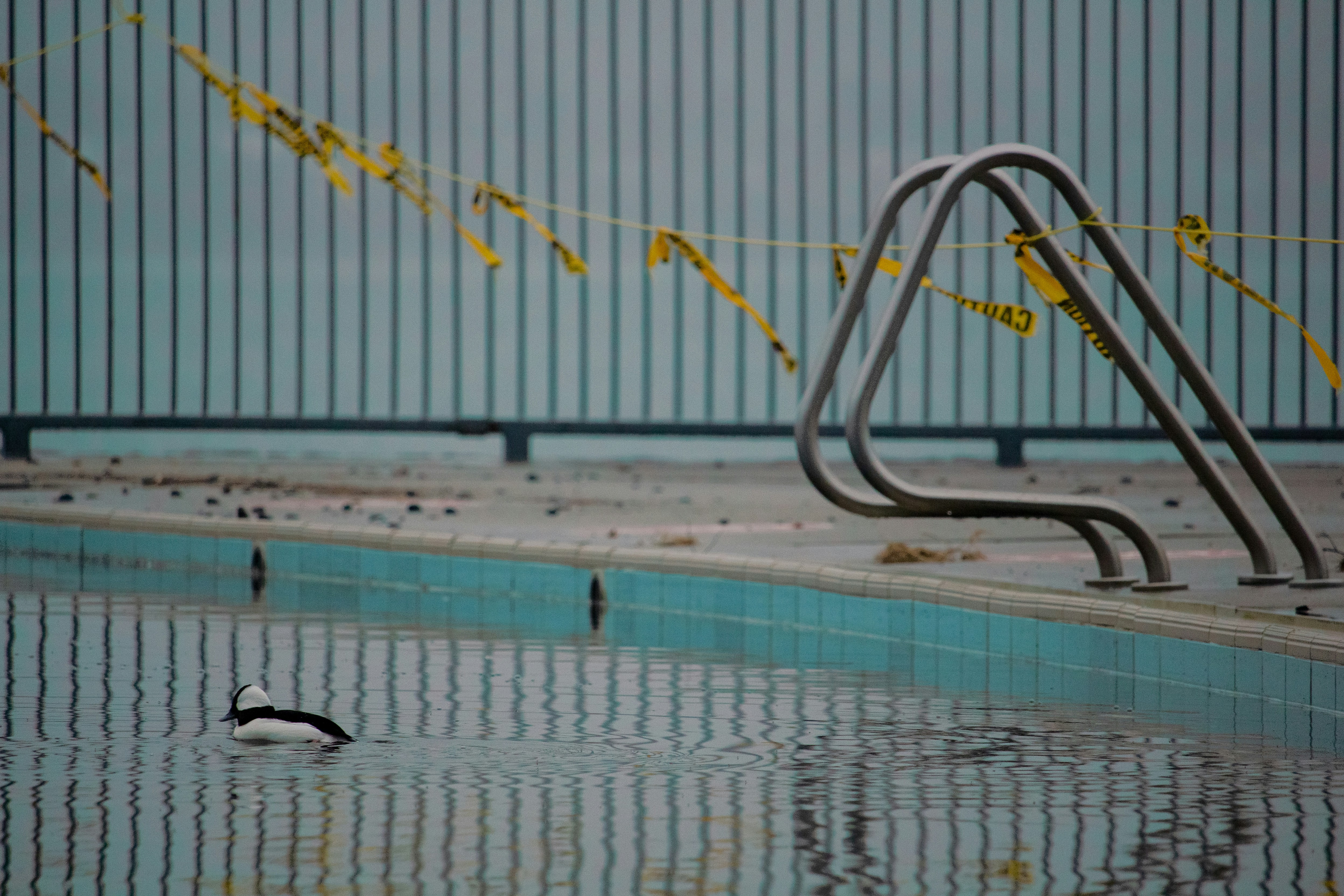 a swimming pool with a bird swimming in it