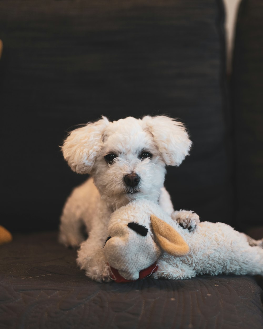 ぬいぐるみを抱えたソファの上に座っている小さな白い犬