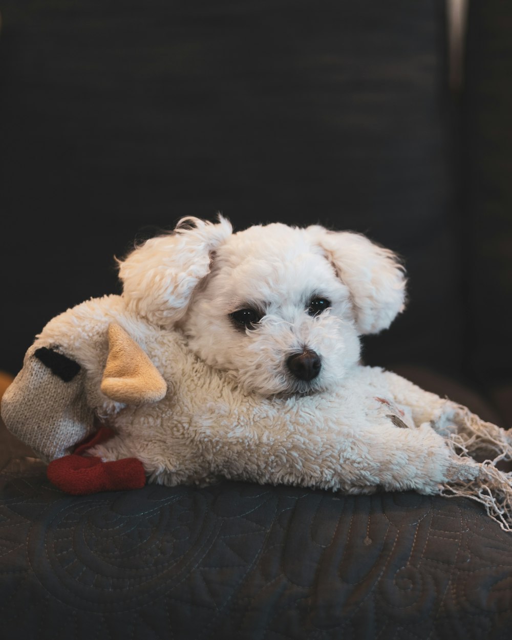 a small white dog laying on top of a couch