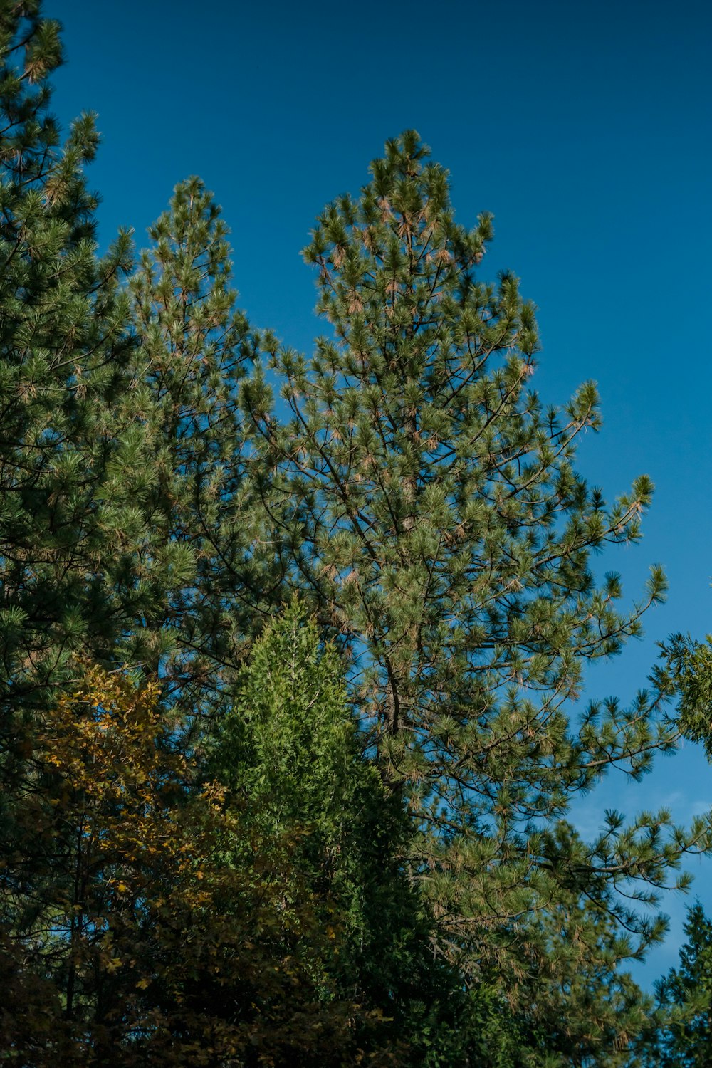 a clock tower in the middle of a forest