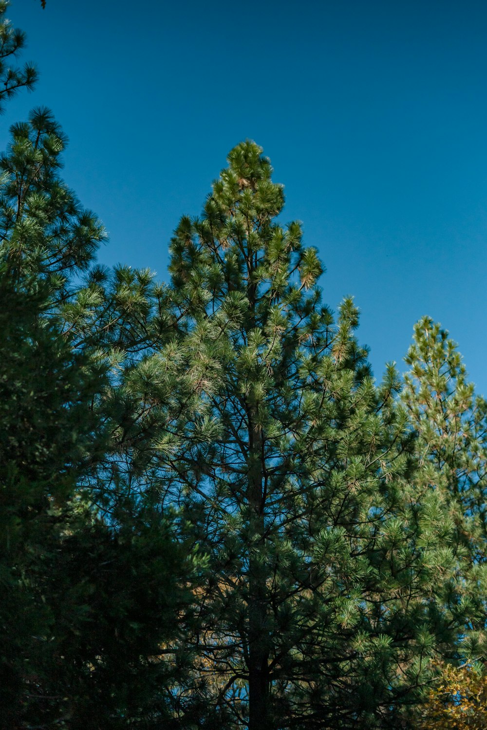 a clock tower in the middle of a forest