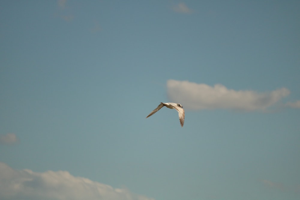 a seagull flying in the sky with a cloud in the background