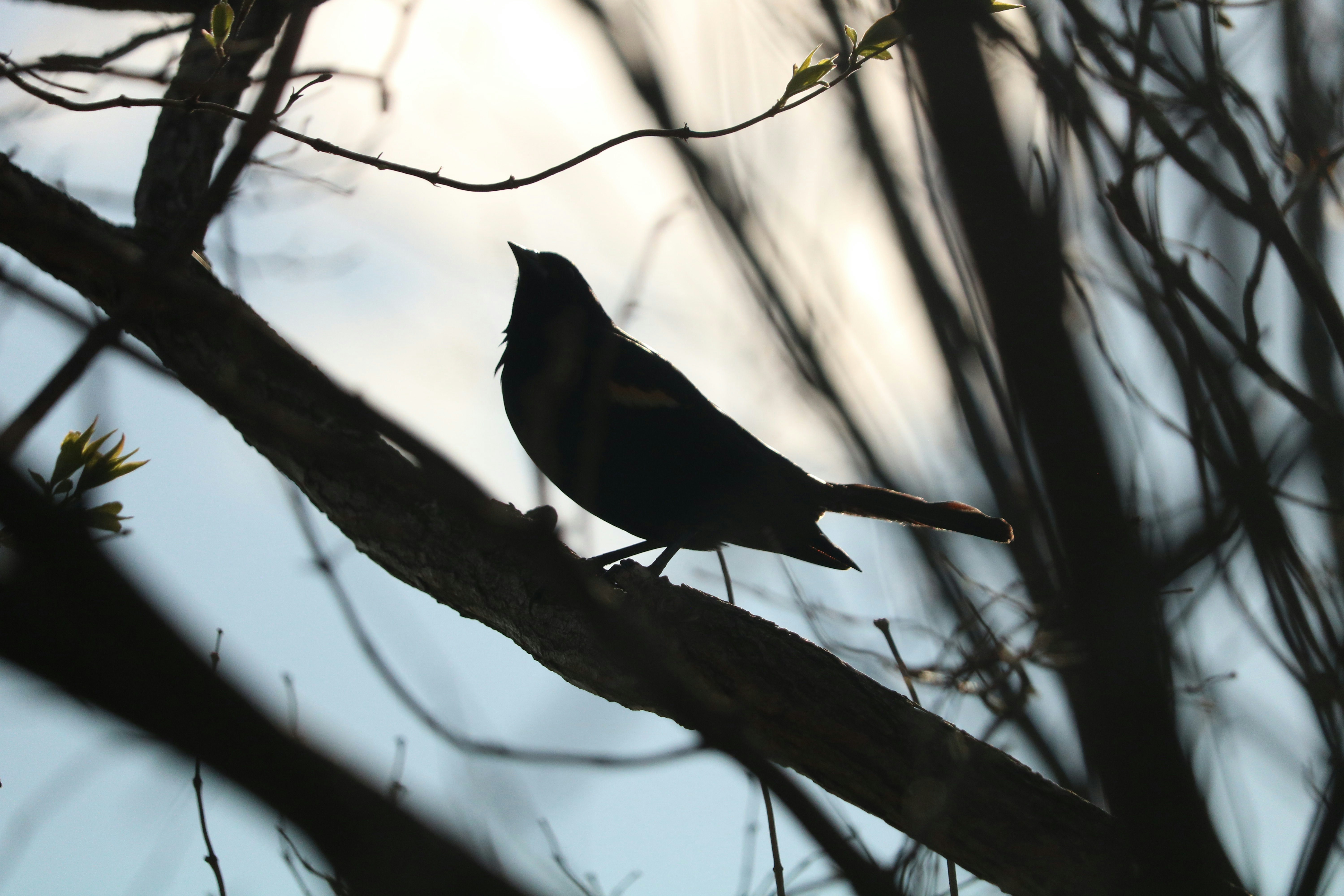 Photo by gagandeep96