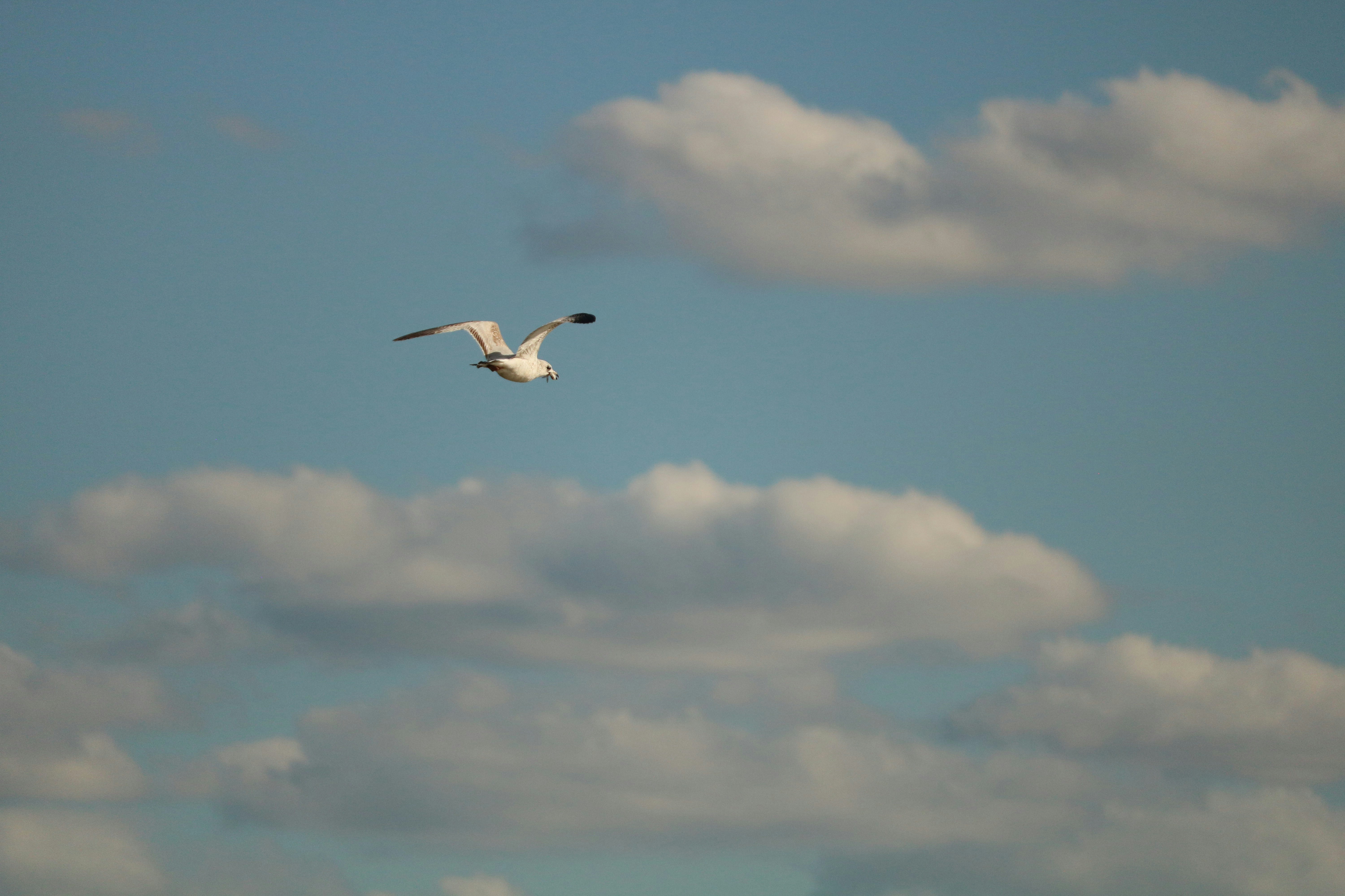 Photo by gagandeep96