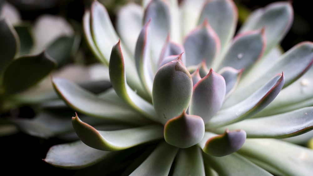 a close up of a plant with many leaves