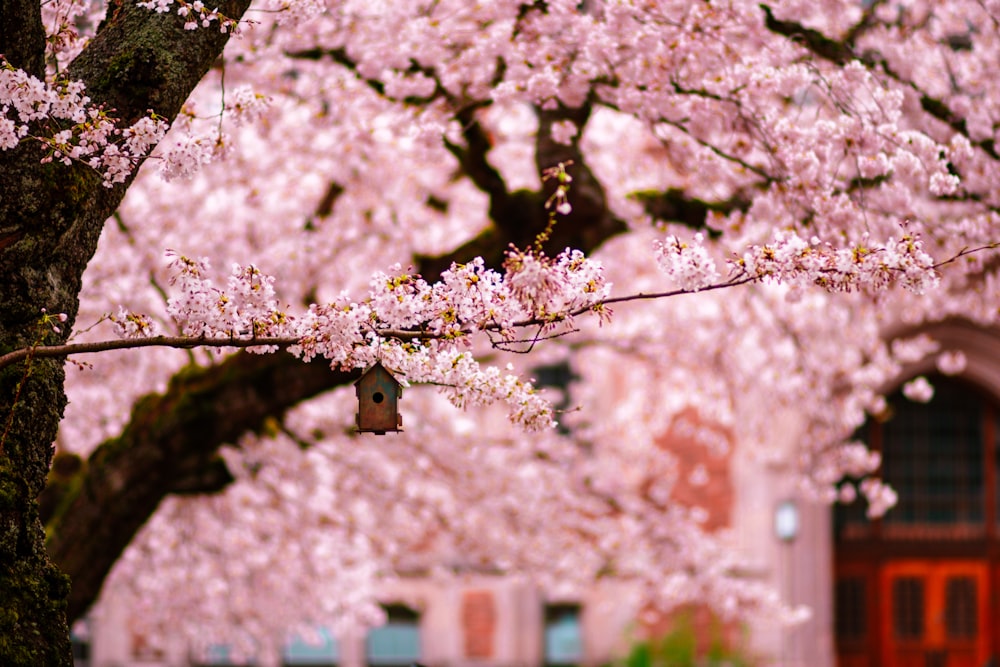 a tree with pink flowers in front of a building