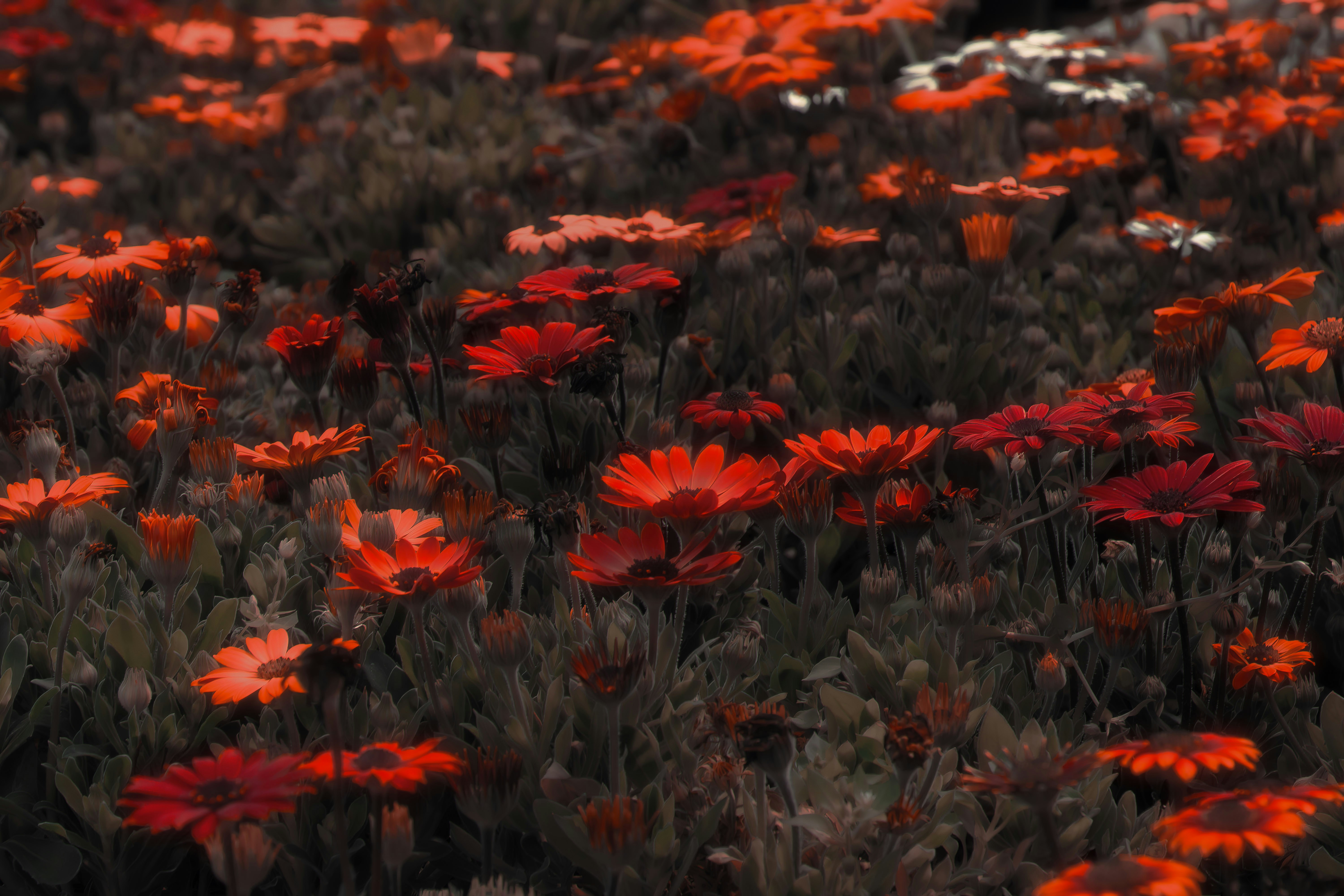 a field full of red and white flowers