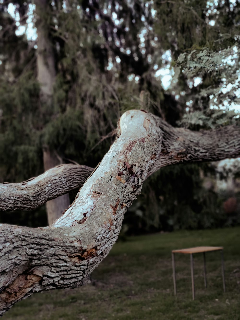 a large tree branch with a bench in the background