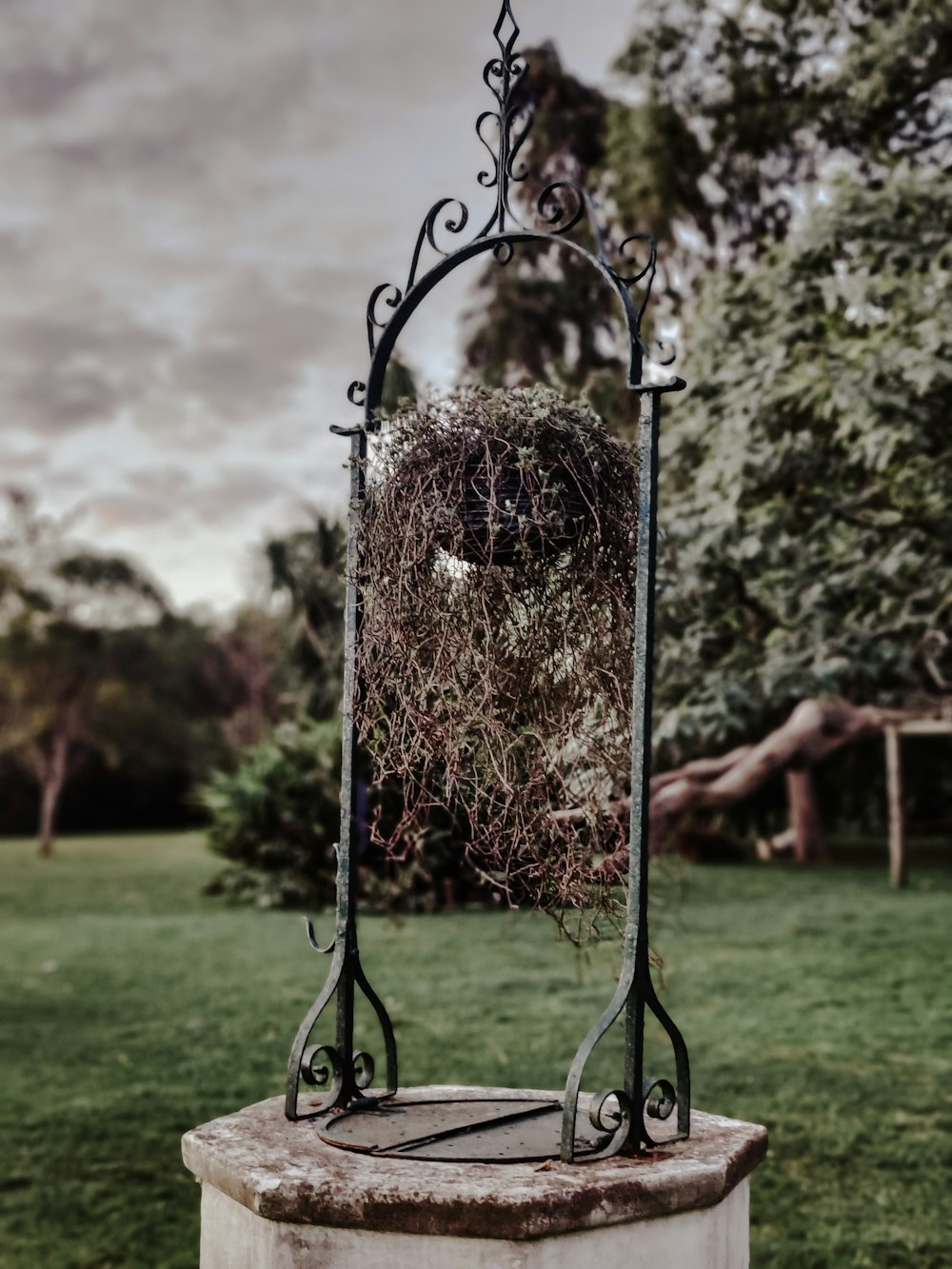 a plant is growing out of the top of a wrought iron stand