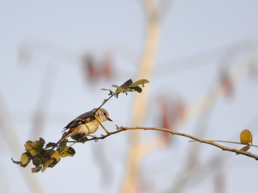 a couple of birds sitting on top of a tree branch