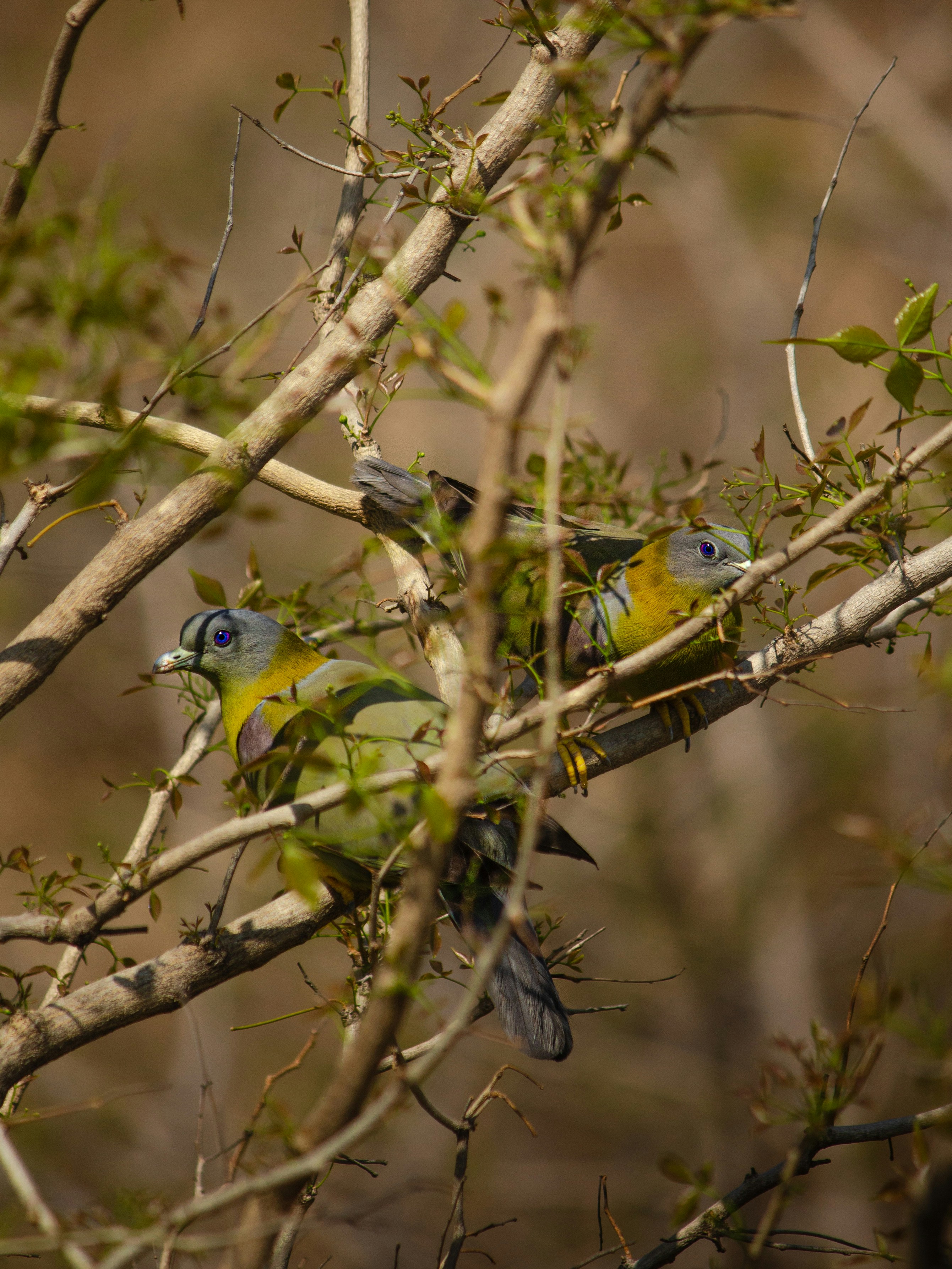 A group of birds sitting on top of a tree branch photo – Free India ...