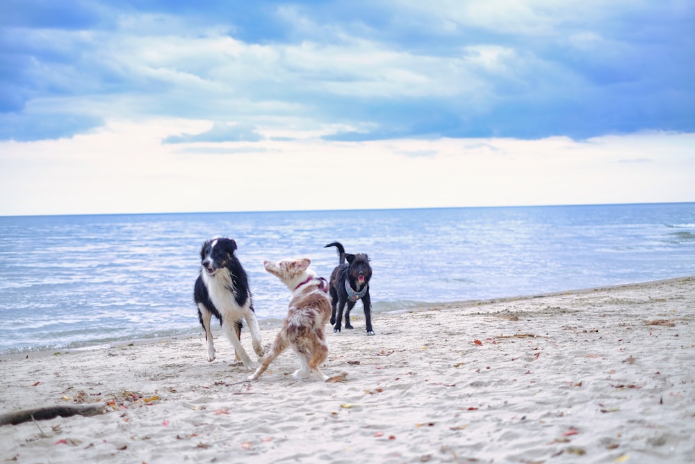 three dogs playing on the beach with each other