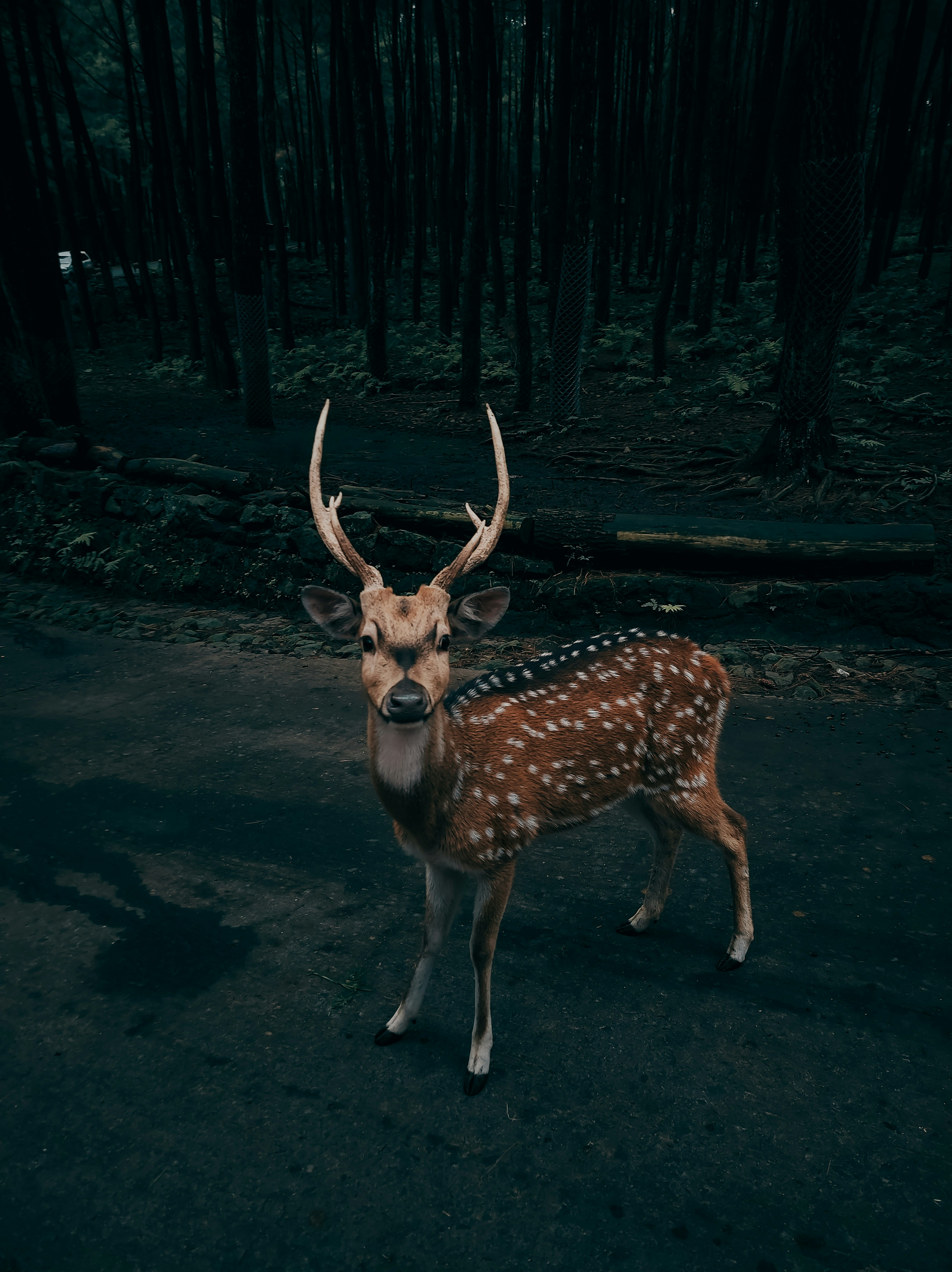 a deer standing in the middle of a forest