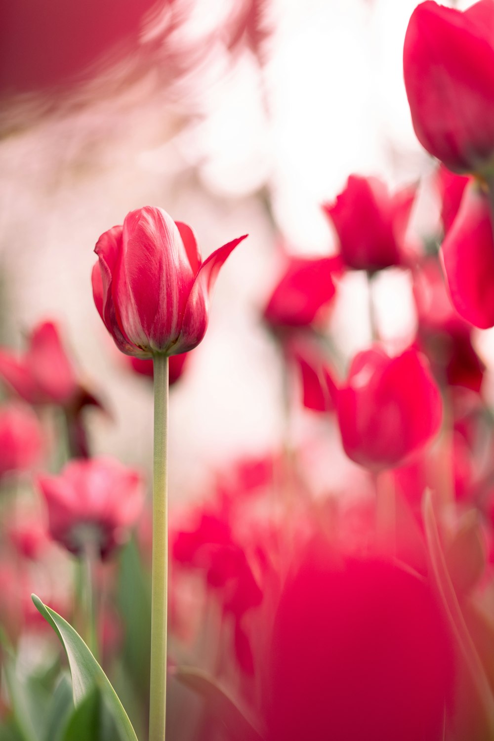 um campo de tulipas vermelhas com um fundo desfocado