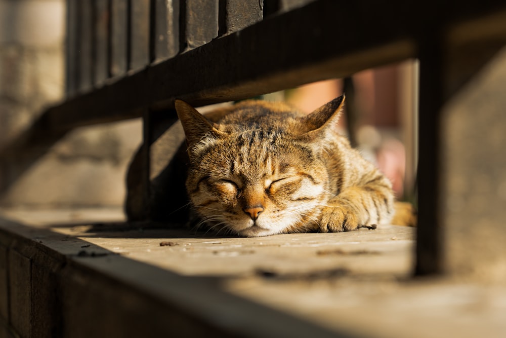 a cat is sleeping on a wooden bench