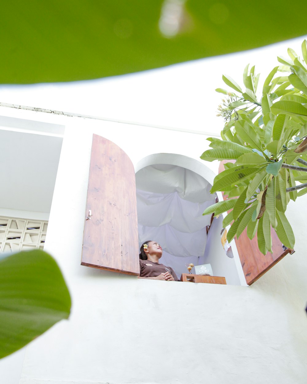 a potted plant sitting on top of a white wall