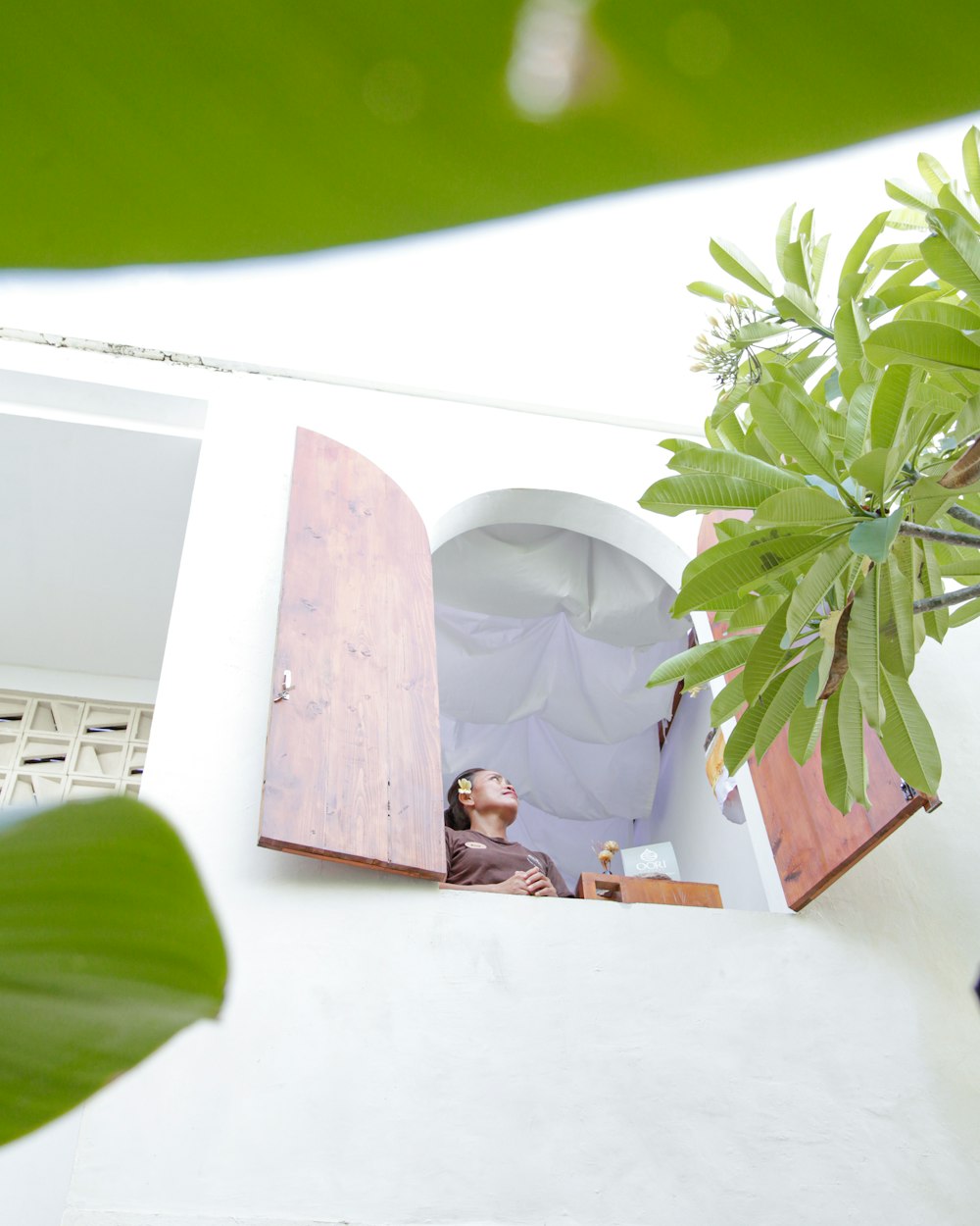 Una planta en maceta sentada encima de una pared blanca