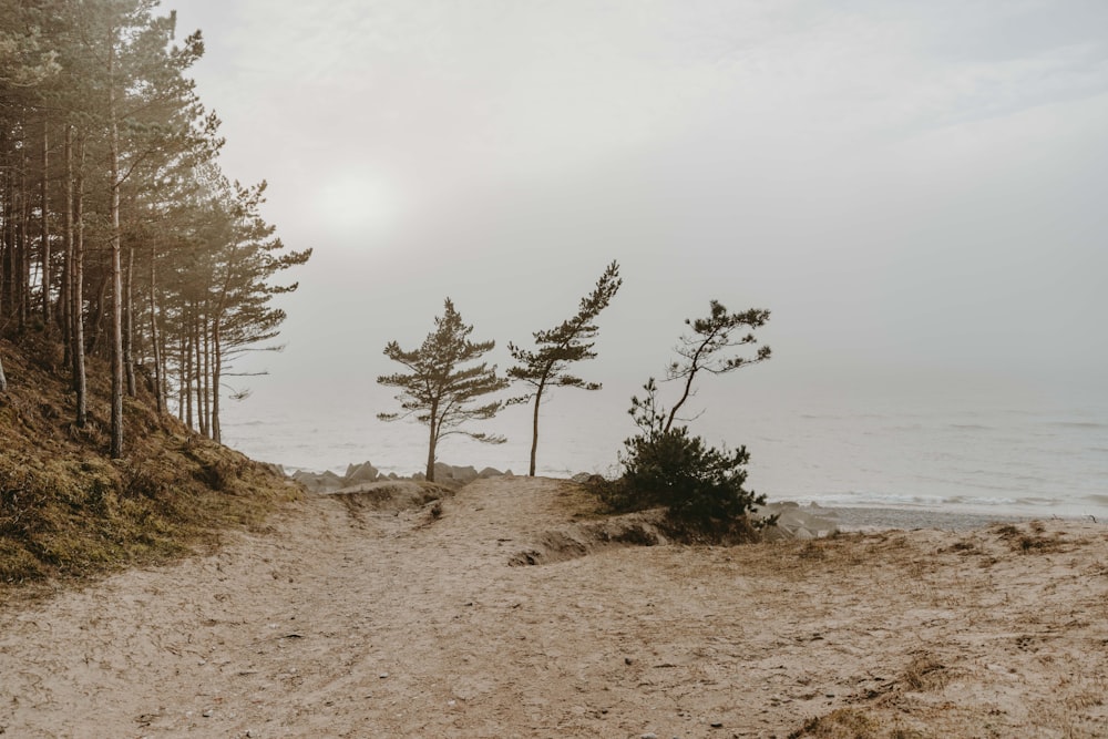 a sandy path leading to the ocean with trees on both sides