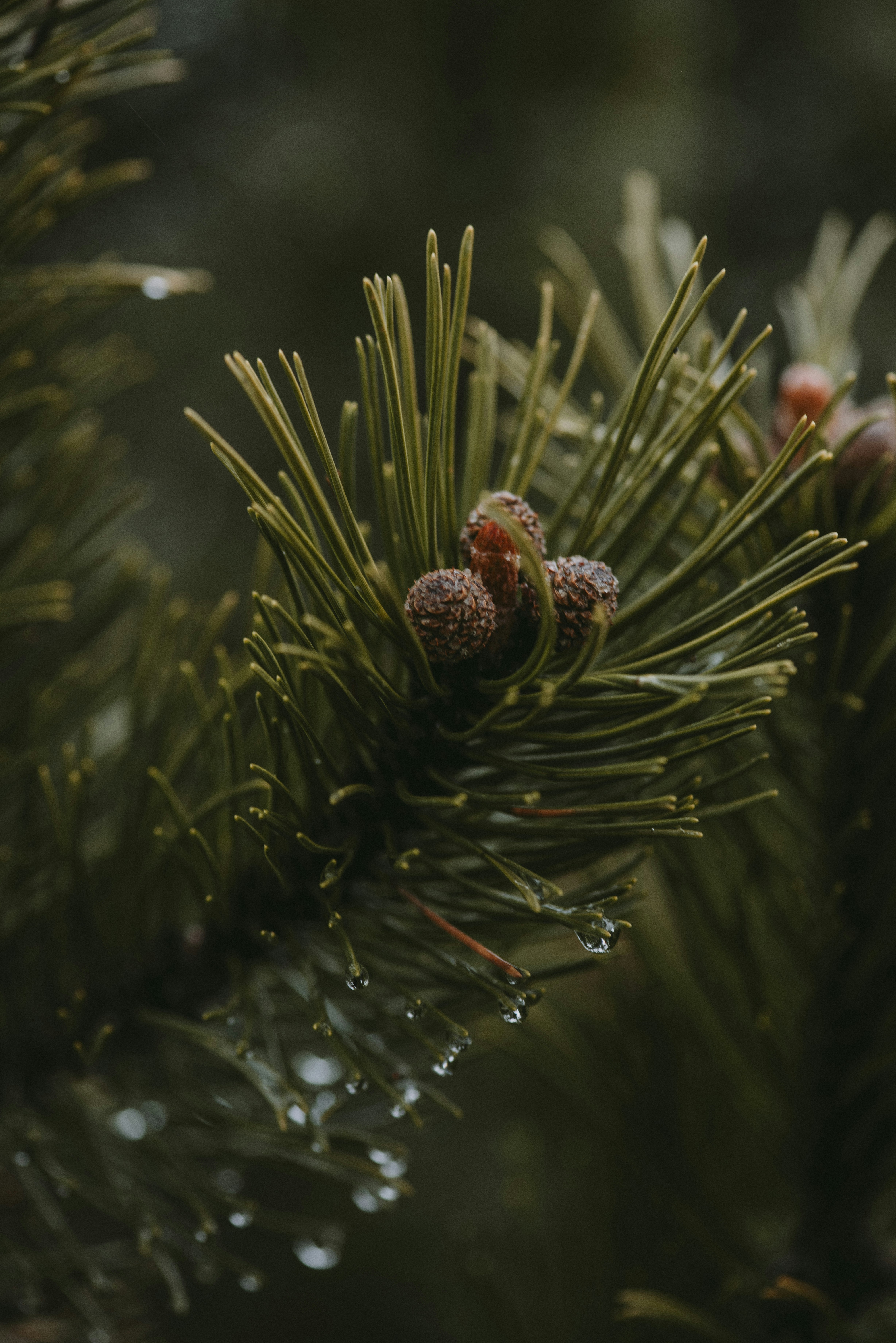 Photo by anitaaustvika