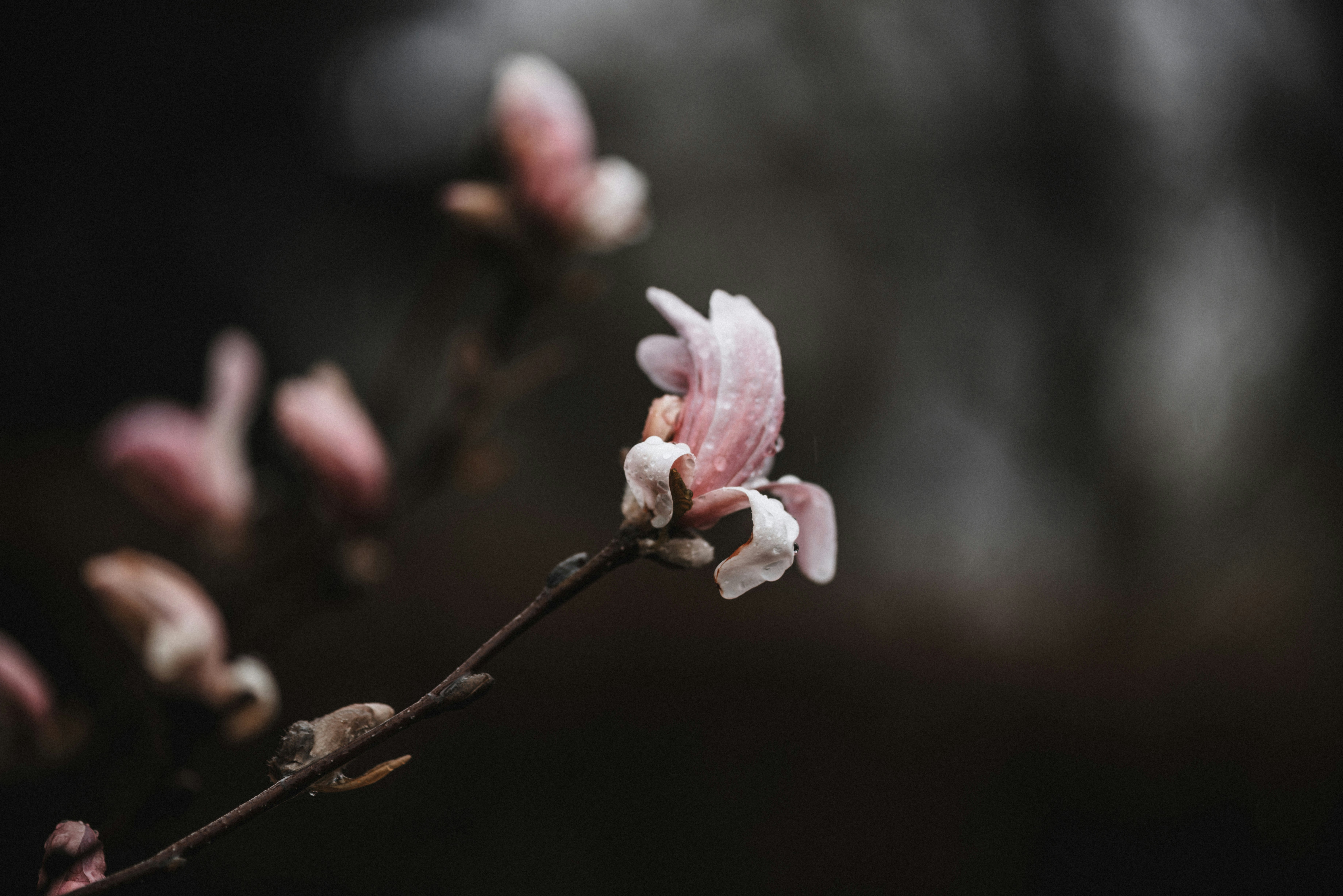 Photo by anitaaustvika