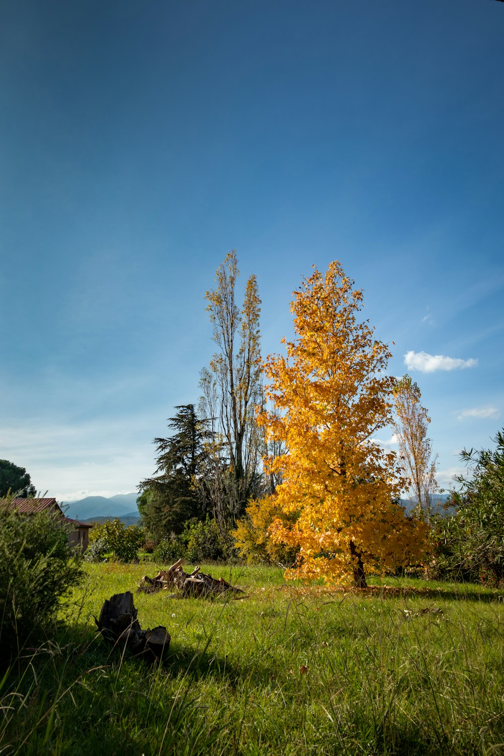 a yellow tree in the middle of a grassy field