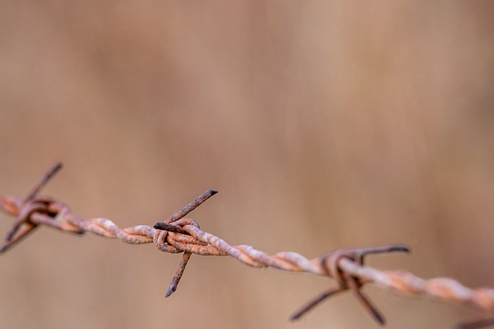 Nahaufnahme eines Stacheldrahts mit verschwommenem Hintergrund