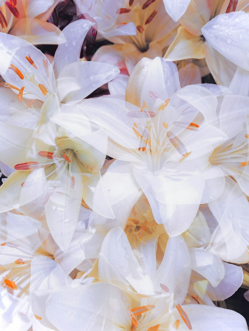 a close up of a bunch of white flowers