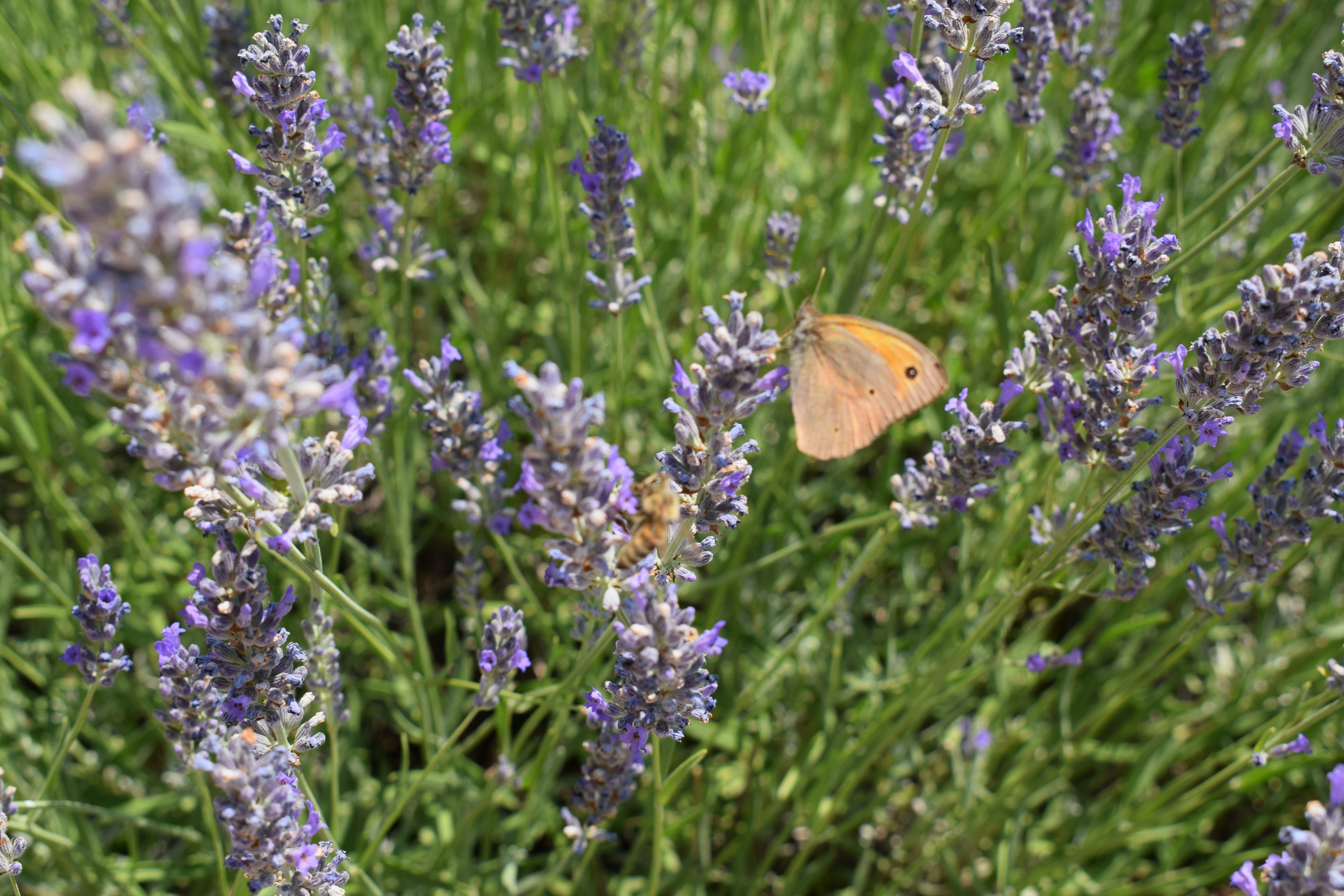 Photo by kristina001